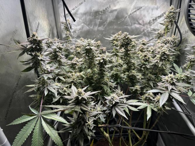 Yet another DS-11 grow. Week 10