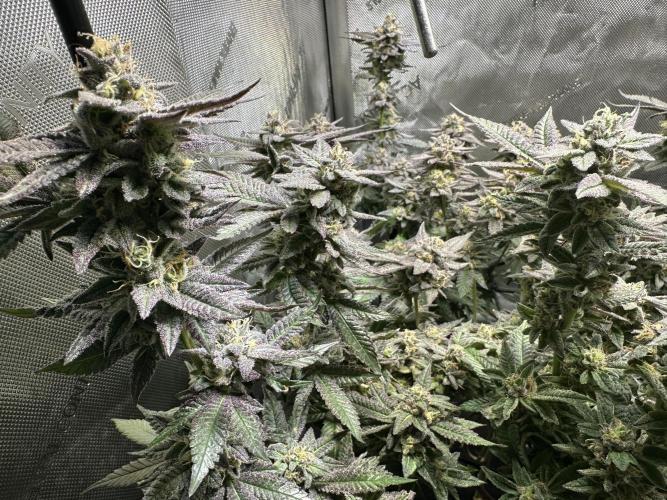 Yet another DS-11 grow. Week 10