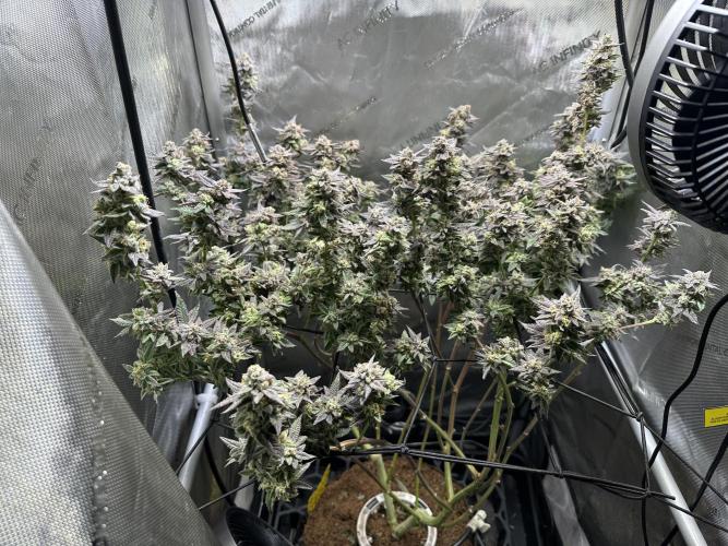 Yet another DS-11 grow. Week 10