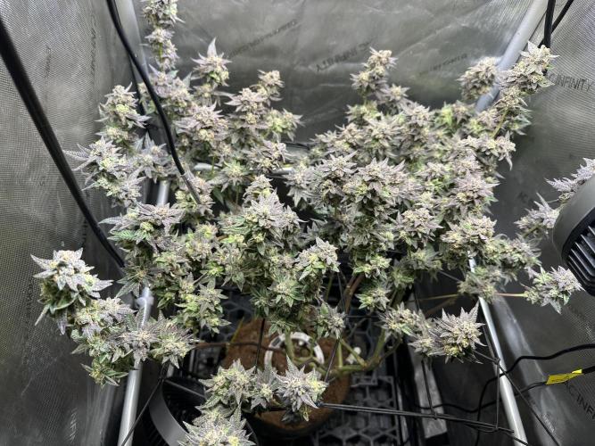 Yet another DS-11 grow. Week 10