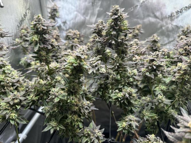 Yet another DS-11 grow. Week 10