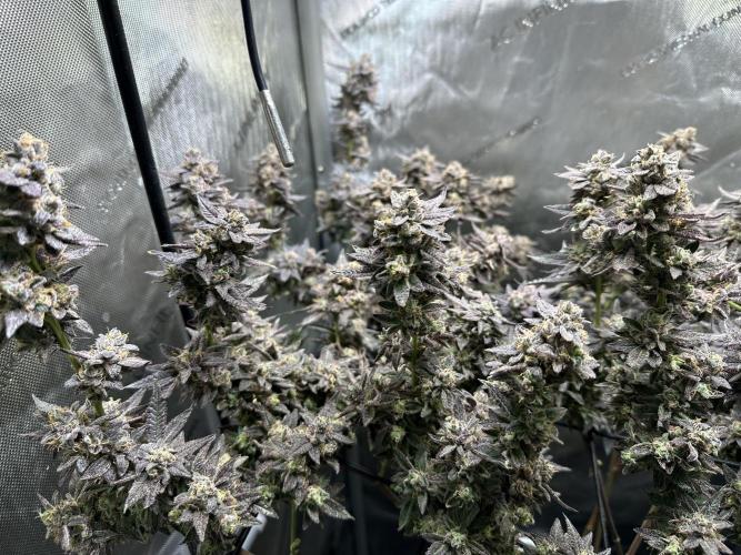 Yet another DS-11 grow. Week 11