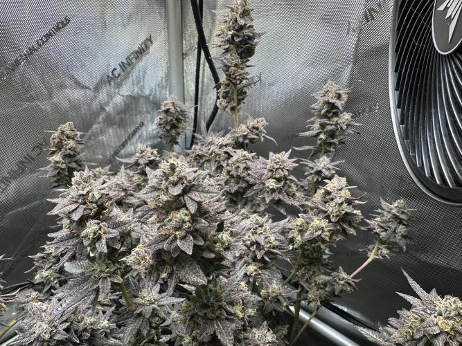 Yet another DS-11 grow. Week 11