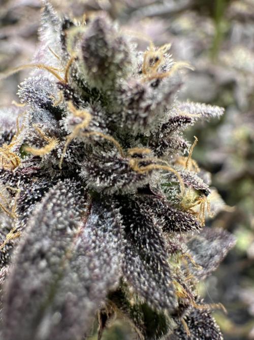 Yet another DS-11 grow. Week 11