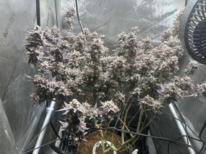 Yet another DS-11 grow. Week 12