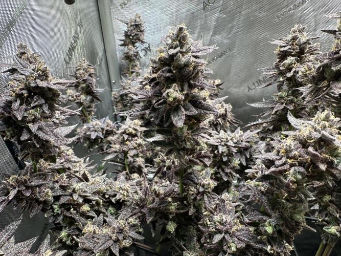 Yet another DS-11 grow. Week 12