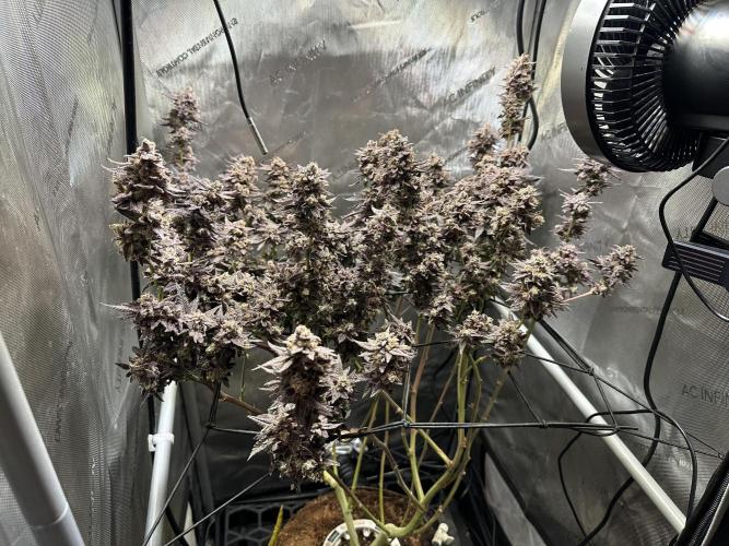Yet another DS-11 grow. Week 13