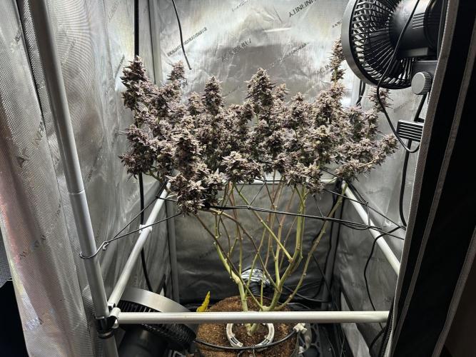 Yet another DS-11 grow. Week 13