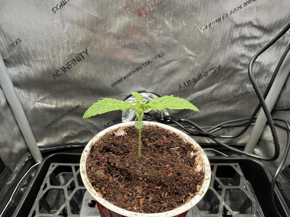 Rose - spring 2026. Week 1