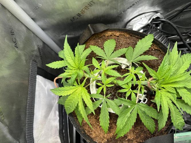 Rose. Week 4