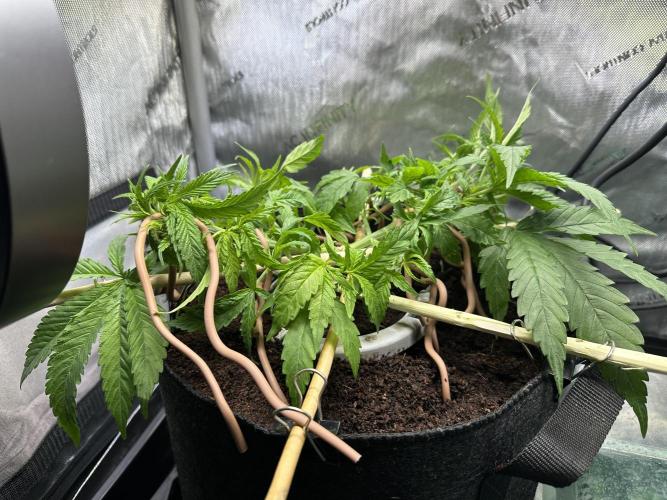 Rose - spring 2026. Week 5 - Added two lateral branches a few days later 