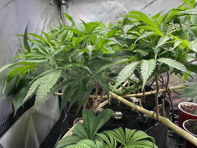 Rose. Week 8