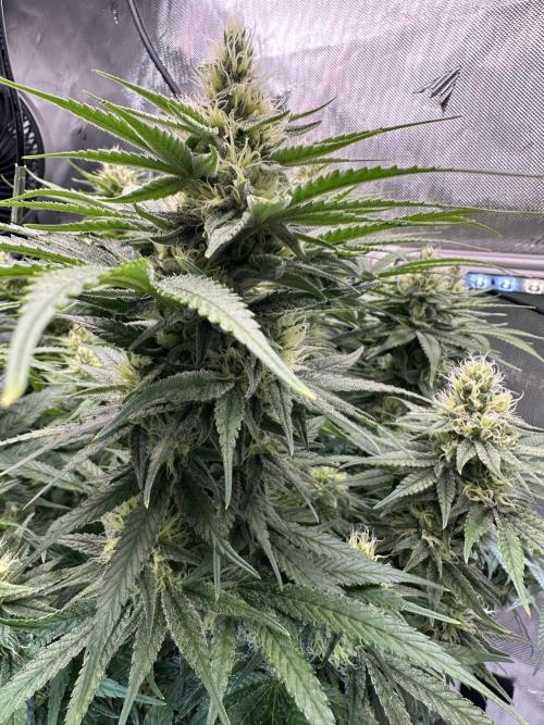 Rose. Week 14