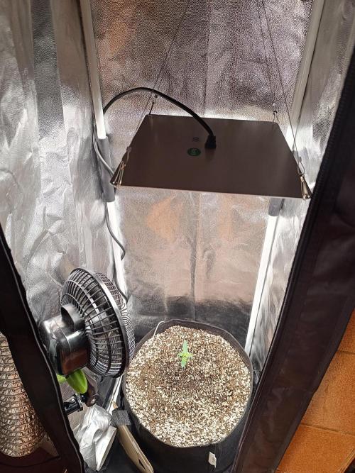 Dale fast buds. Week 1