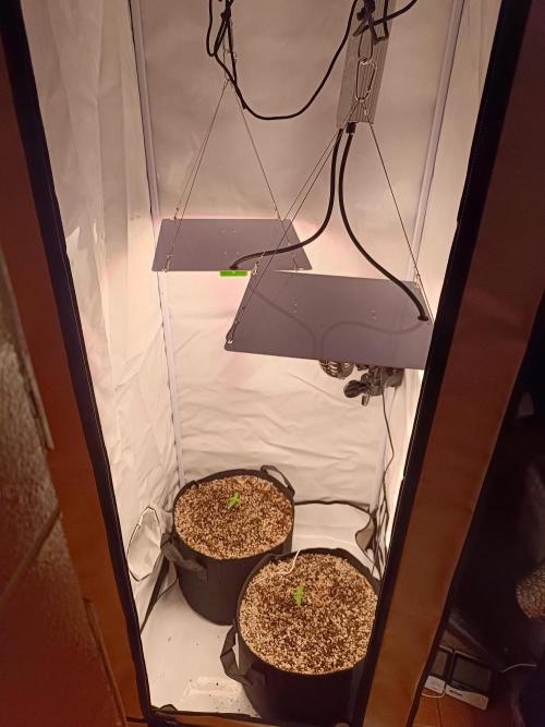 Dale fast buds. Week 1