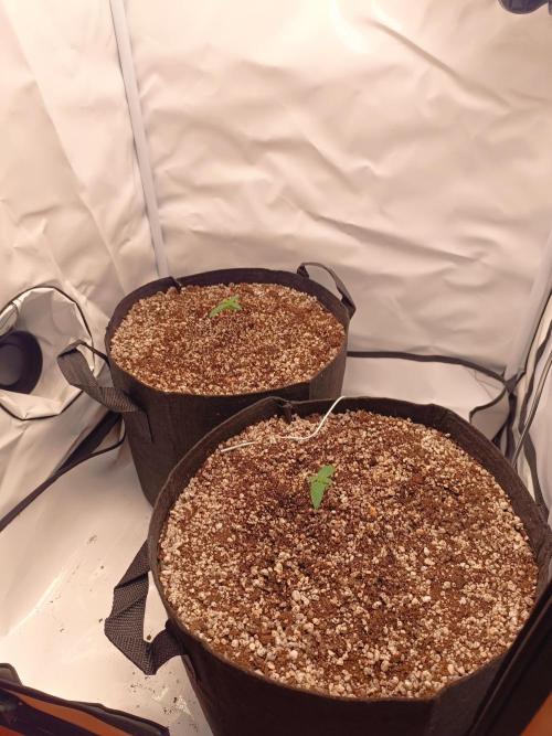 Dale fast buds. Week 1