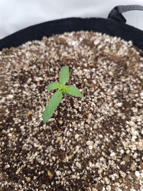 Dale fast buds. Week 1