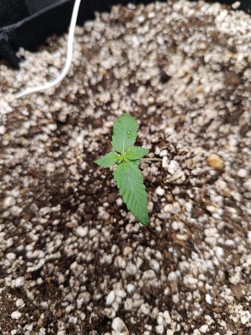 Dale fast buds. Week 1