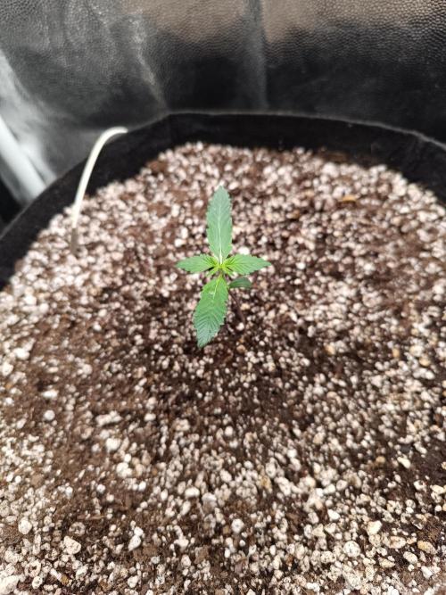 Dale fast buds. Week 1