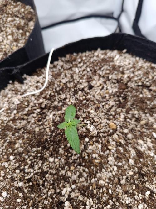 Dale fast buds. Week 1