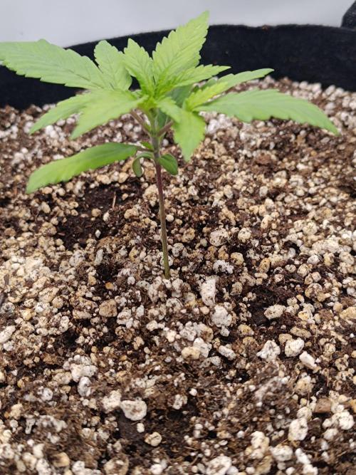 Dale fast buds. Week 2