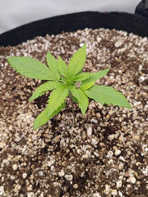 Dale fast buds. Week 2