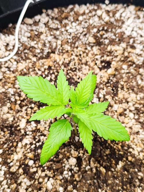 Dale fast buds. Week 2
