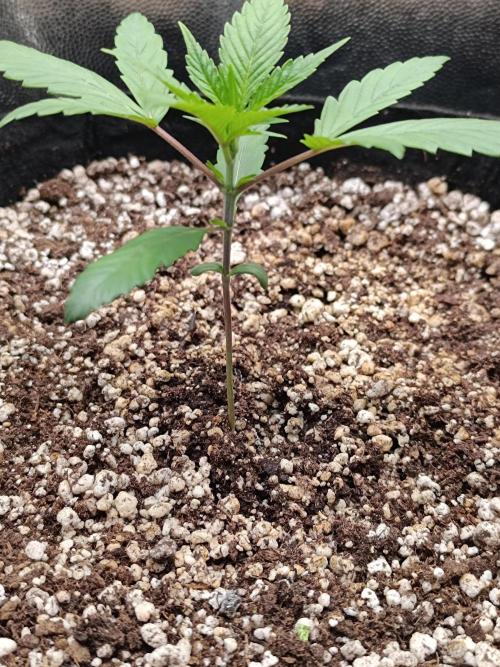 Dale fast buds. Week 2