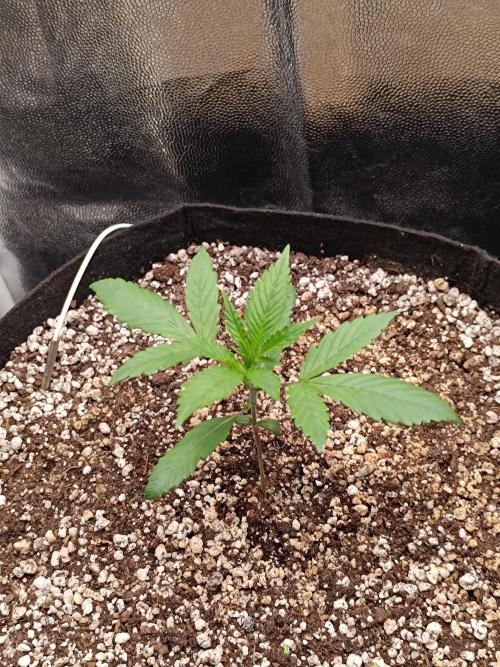 Dale fast buds. Week 2