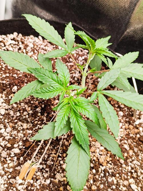 Dale fast buds. Week 3