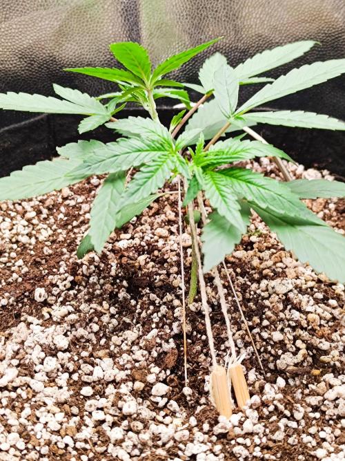Dale fast buds. Week 3