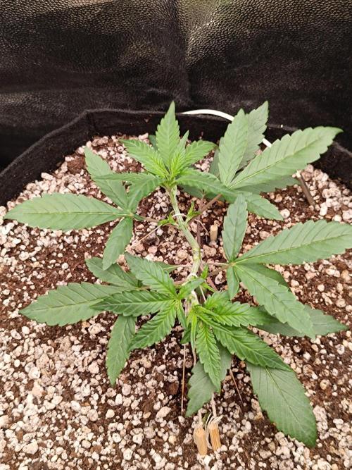 Dale fast buds. Week 3