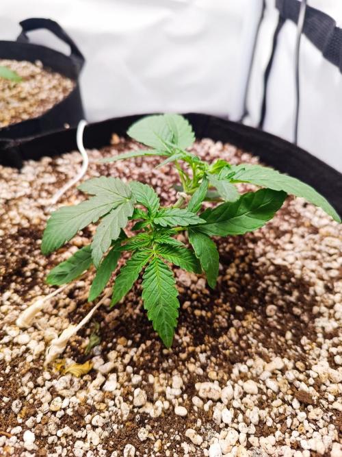 Dale fast buds. Week 3