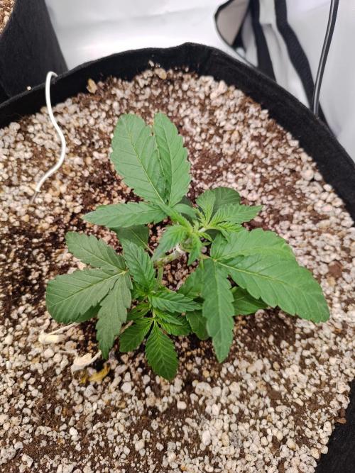 Dale fast buds. Week 3