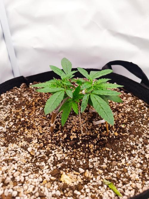 Dale fast buds. Week 3