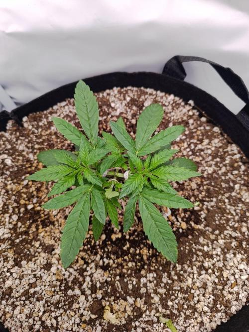 Dale fast buds. Week 3