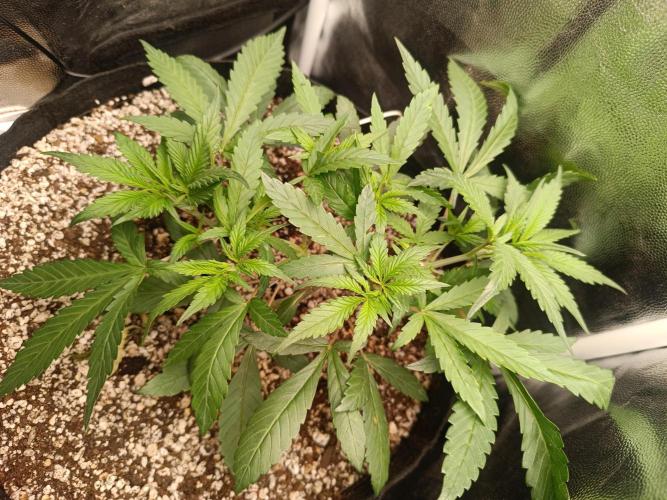 Dale fast buds. Week 4