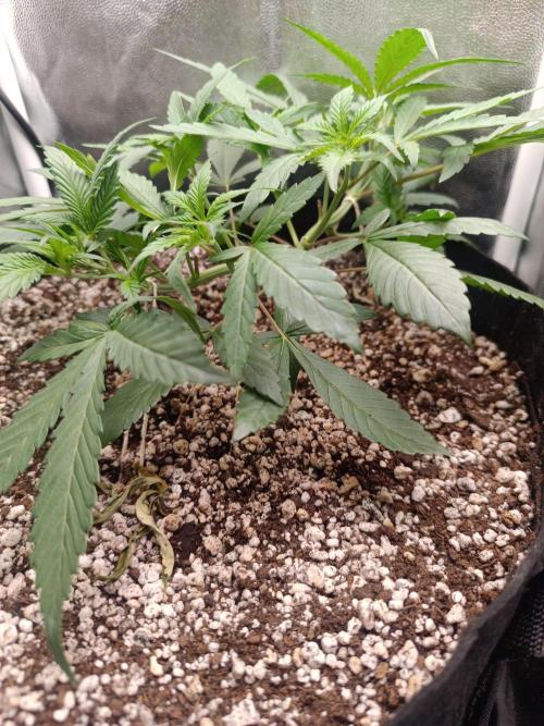 Dale fast buds. Week 4