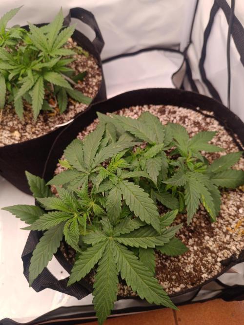 Dale fast buds. Week 4