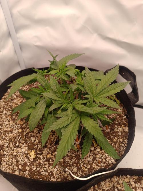Dale fast buds. Week 4