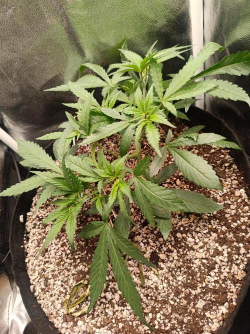 Dale fast buds. Week 4