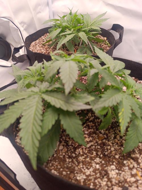 Dale fast buds. Week 4