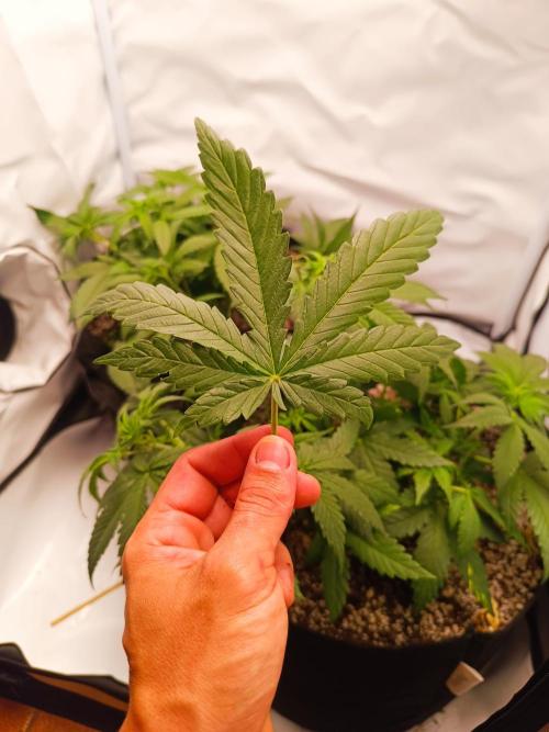 Dale fast buds. Week 5