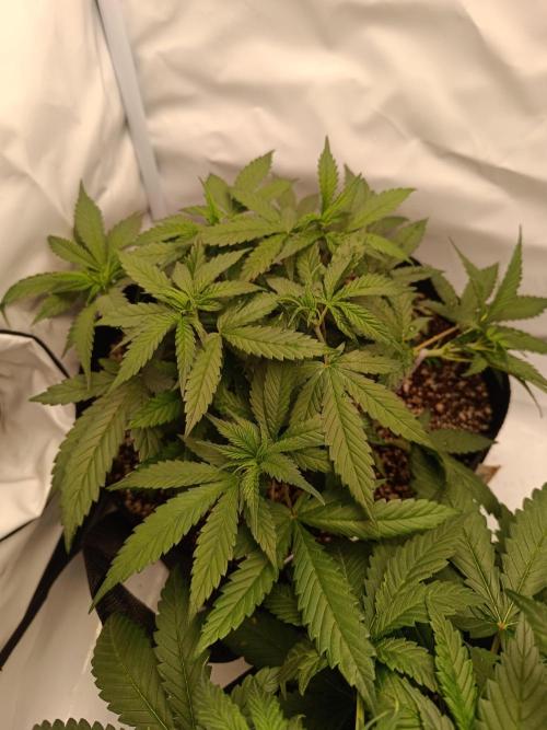 Dale fast buds. Week 5
