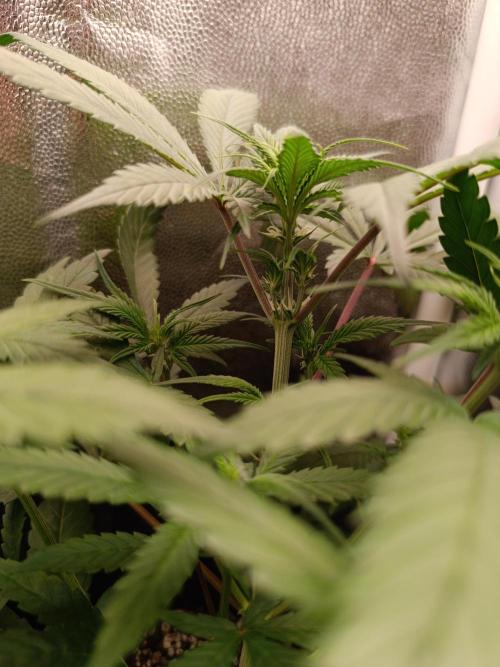 Dale fast buds. Week 5