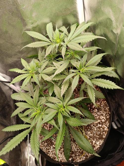 Dale fast buds. Week 5