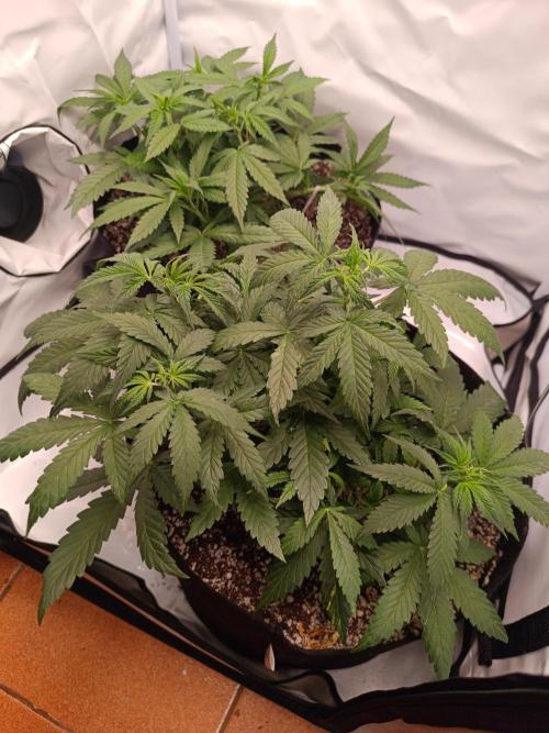 Dale fast buds. Week 5