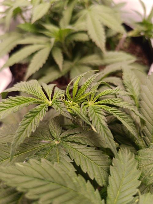 Dale fast buds. Week 5