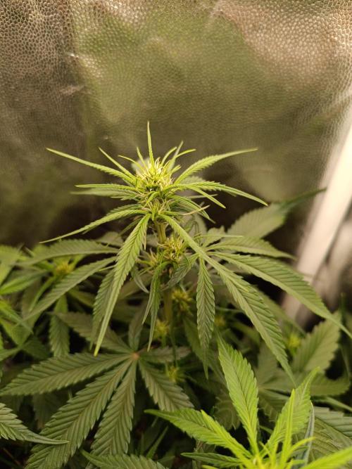 Dale fast buds. Week 6