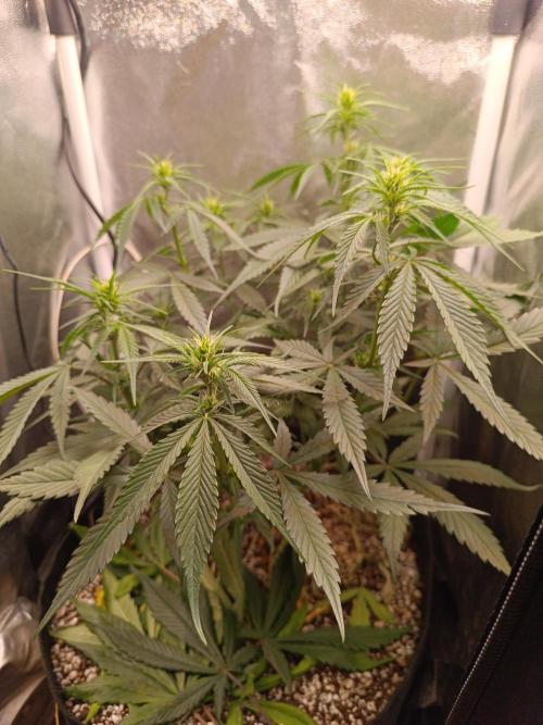 Dale fast buds. Week 6